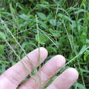 Image of Digitaria ciliaris (Retz.) Koeler