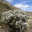 Image de Metalasia strictifolia Bolus