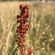 Rumex acutus L.的圖片