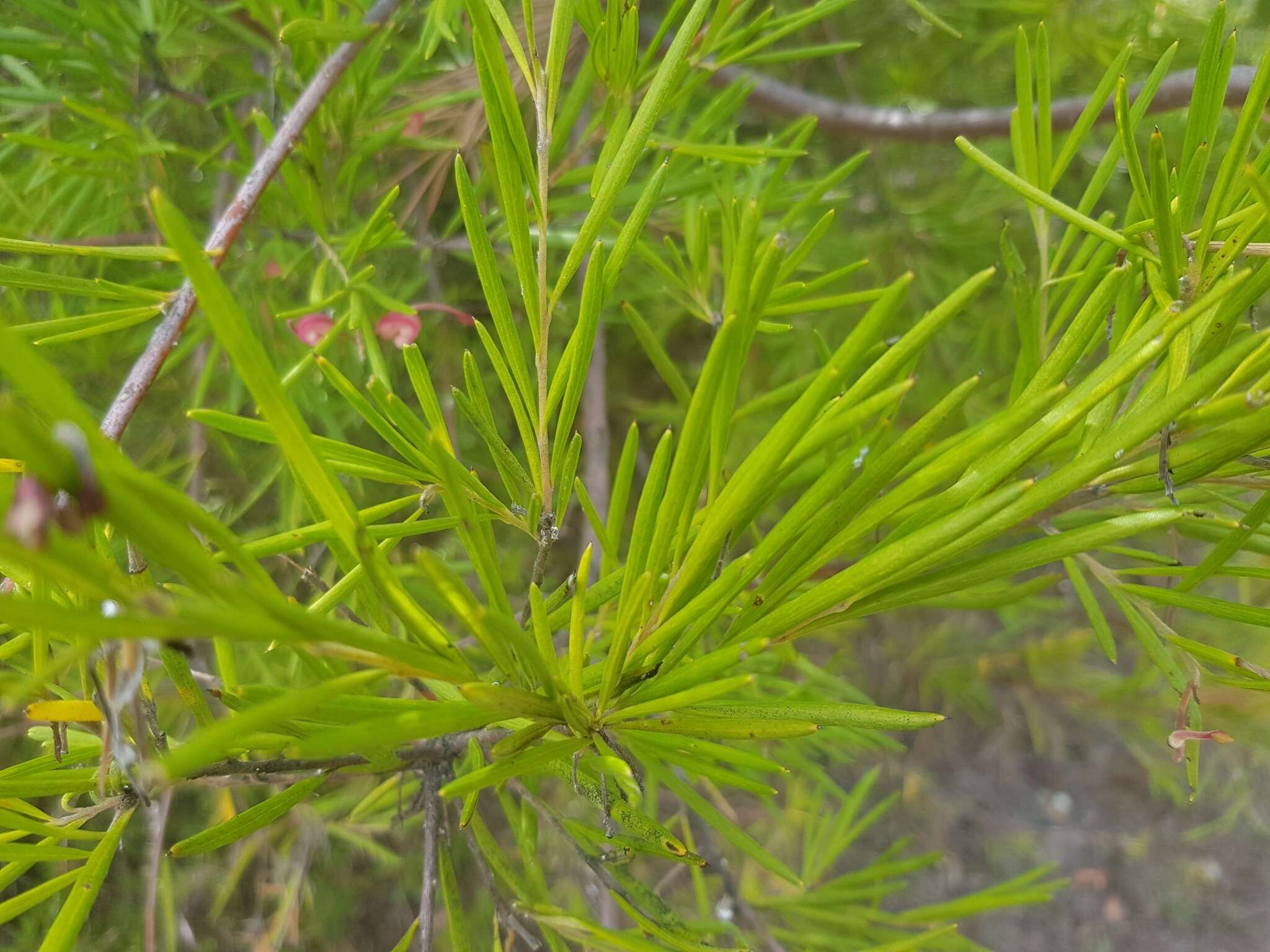 Image of Grevillea rosmarinifolia A. Cunn.