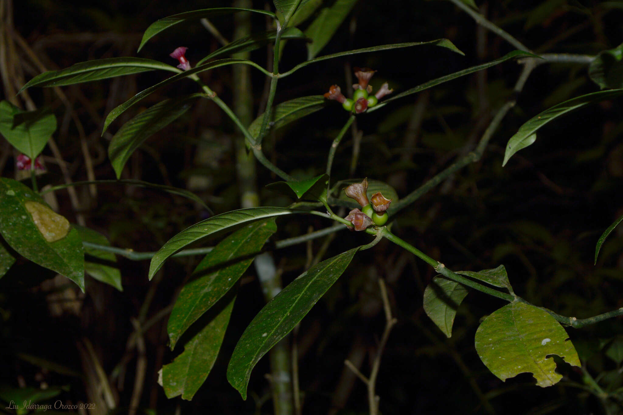 Plancia ëd Psychotria nuda (Cham. & Schltdl.) Wawra