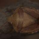 Image of Dendrocoris reticulatus Barber 1911