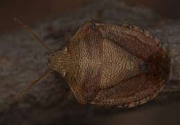 Image of Dendrocoris reticulatus Barber 1911