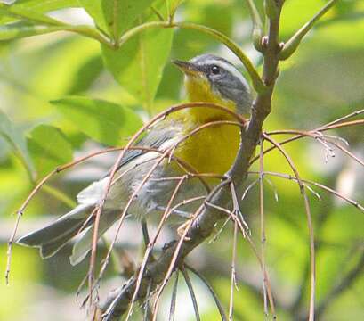 Image of Crescent-chested Warbler