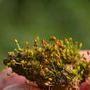 صورة Microbryum davallianum Zander 1993