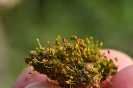 صورة Microbryum davallianum Zander 1993