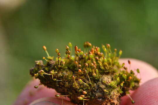 Image of Microbryum davallianum Zander 1993