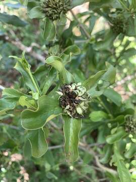 Image of Pavetta catophylla K. Schum.