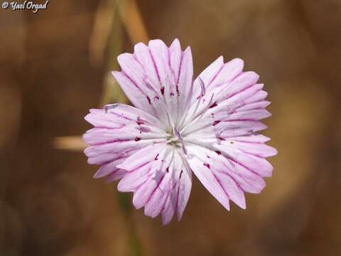 Image of Dianthus strictus Banks & Solander