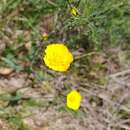 Ranunculus bupleuroides Brot.的圖片