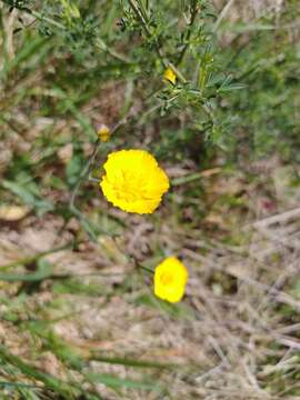 Image of Ranunculus bupleuroides Brot.