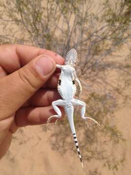 Image of Yuman Desert Fringe-toed Lizard