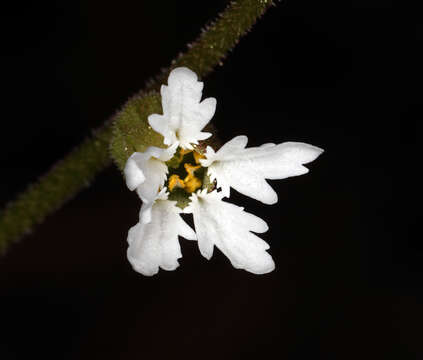 Image of Siskiyou Mountain woodland-star