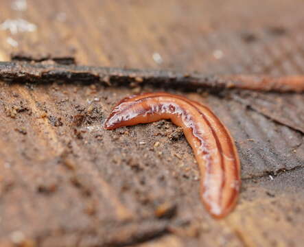 Image of Anzoplana trilineata Winsor 2006