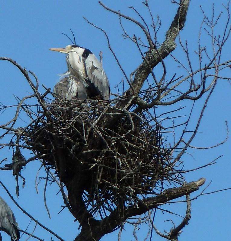 صورة Ardea cinerea cinerea Linnaeus 1758