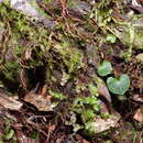 Corybas taiwanensis T. P. Lin & S. Y. Leu resmi