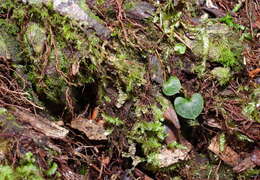 Image of Corybas taiwanensis T. P. Lin & S. Y. Leu