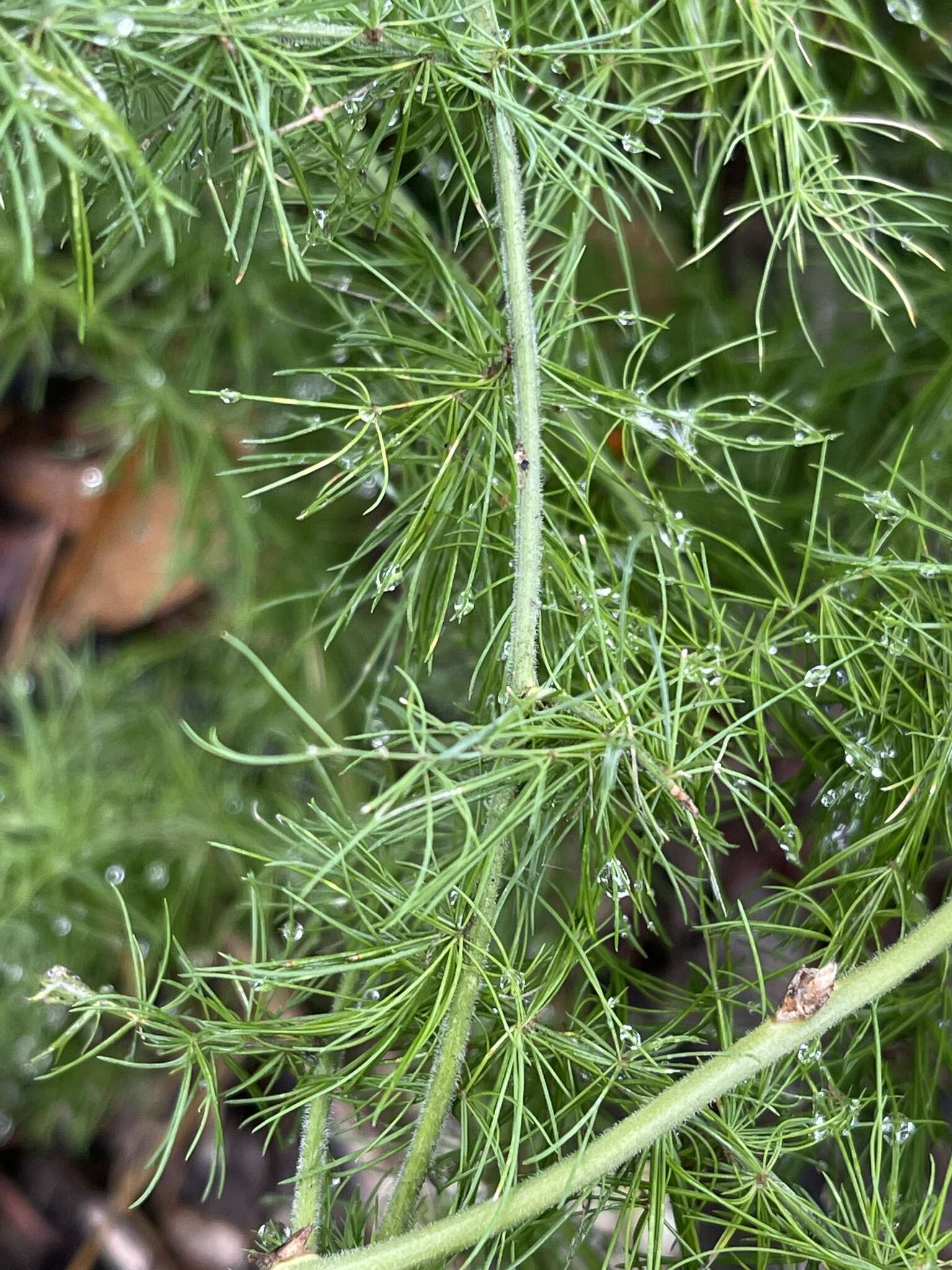 Image of Asparagus nodulosus (Oberm.) J.-P. Lebrun & Stork