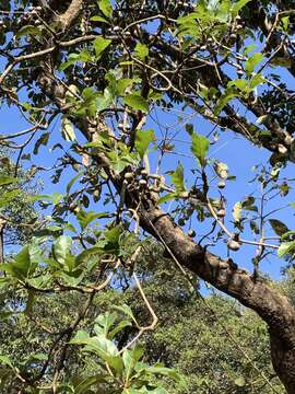 Image de Terminalia bellirica (Gaertn.) Roxb.