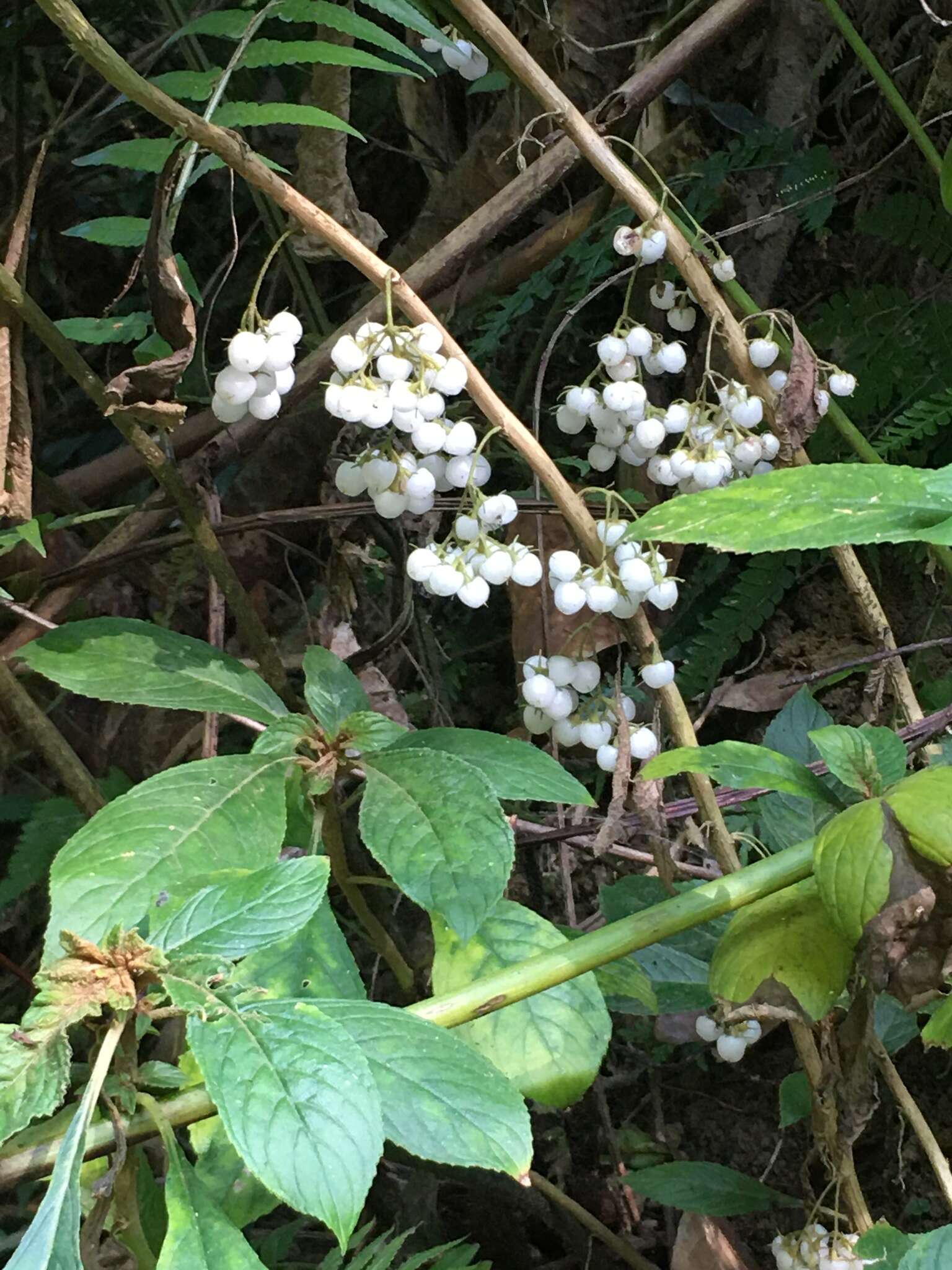 Image of Rhynchotechum discolor (Maxim.) B. L. Burtt