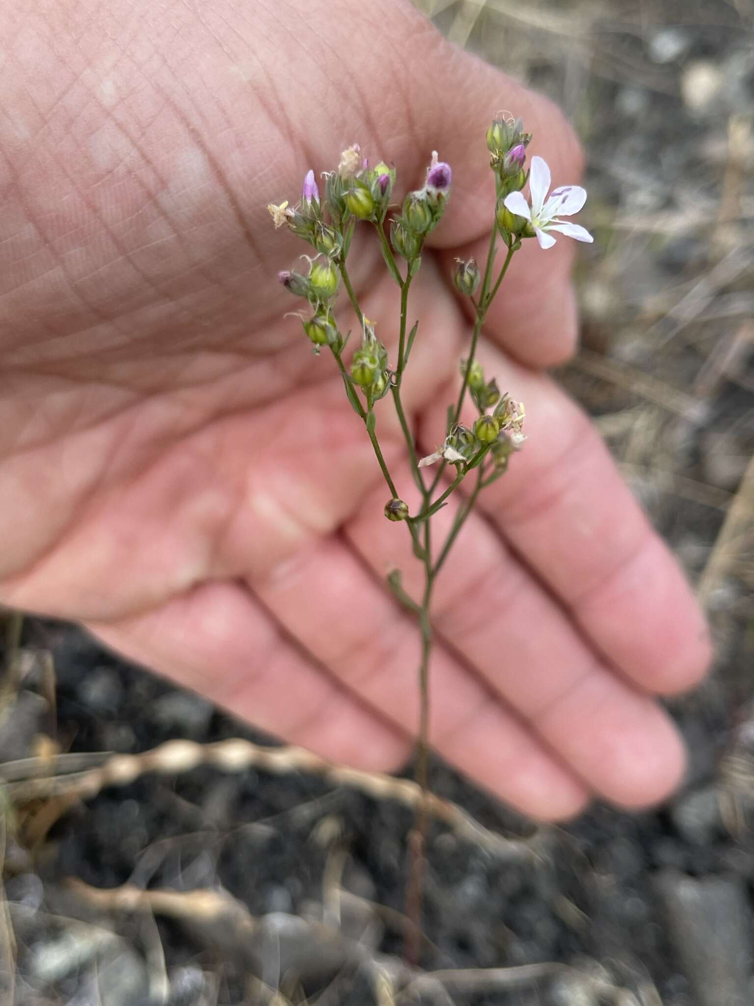 Image of California dwarf-flax