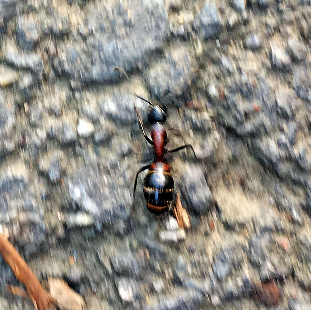 Image of Camponotus obscuripes Mayr 1879