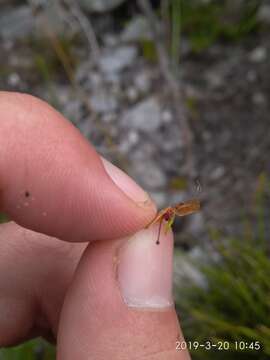 Plancia ëd Erica praenitens Tausch