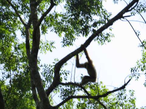 Image of White-handed Gibbon