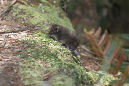 Image of Dusky Antechinus