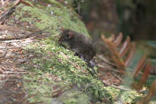 Image of Dusky Antechinus