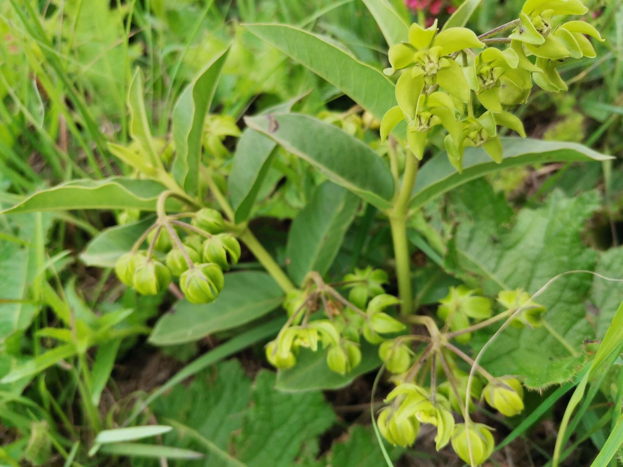 Image of Asclepias dregeana Schltr.