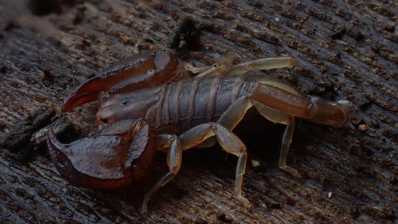 Euscorpius avcii Tropea, Yagmur, Koc, Yesilyurt & Rossi resmi