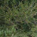 Image of Pavonia praemorsa (L. fil.) Cav.