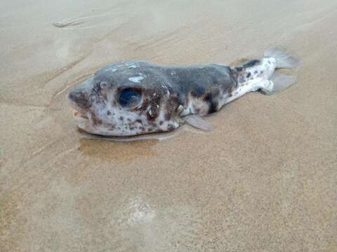 Image of Hardys toadfish