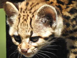 Image of southern little spotted cat