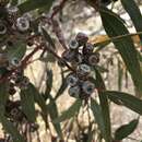 Image of Eucalyptus phenax M. I. H. Brooker & A. V. Slee