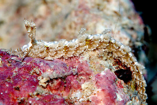 Image of Limenandra rosanae Carmona, Pola, Gosliner & Cervera 2014