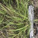 Image of Lomandra confertifolia subsp. pallida A. T. Lee