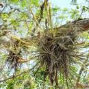 Image of Tillandsia schiedeana subsp. schiedeana