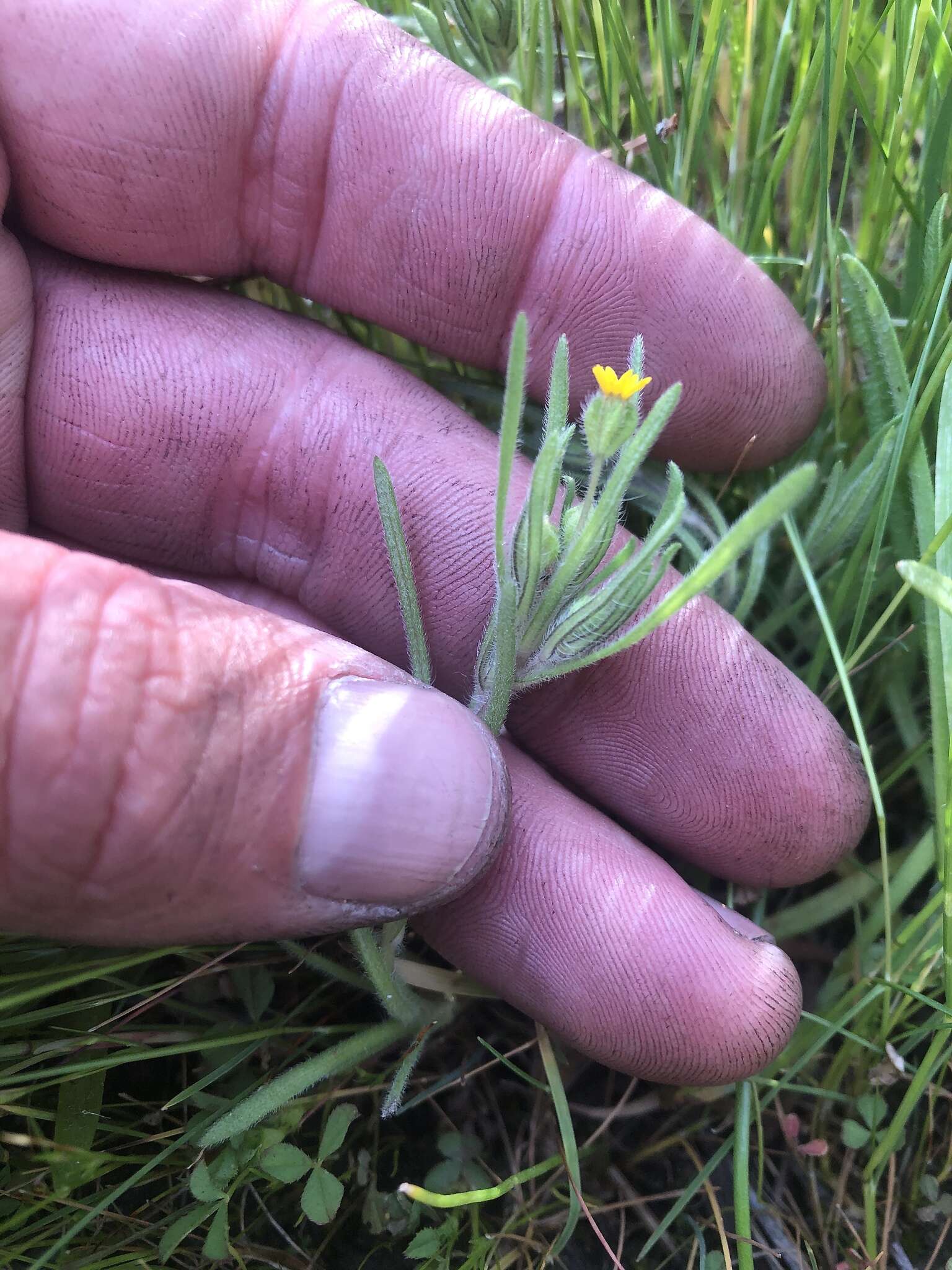 Image of Yosemite tarweed