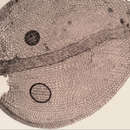 Image of Pseudoleskeopsis imbricata Thériot 1929