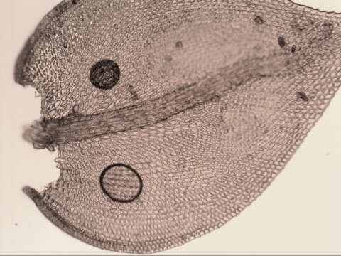 Image of Pseudoleskeopsis imbricata Thériot 1929