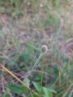 Image of Cyperus obtusatus (J. Presl & C. Presl) Mattf. & Kük.