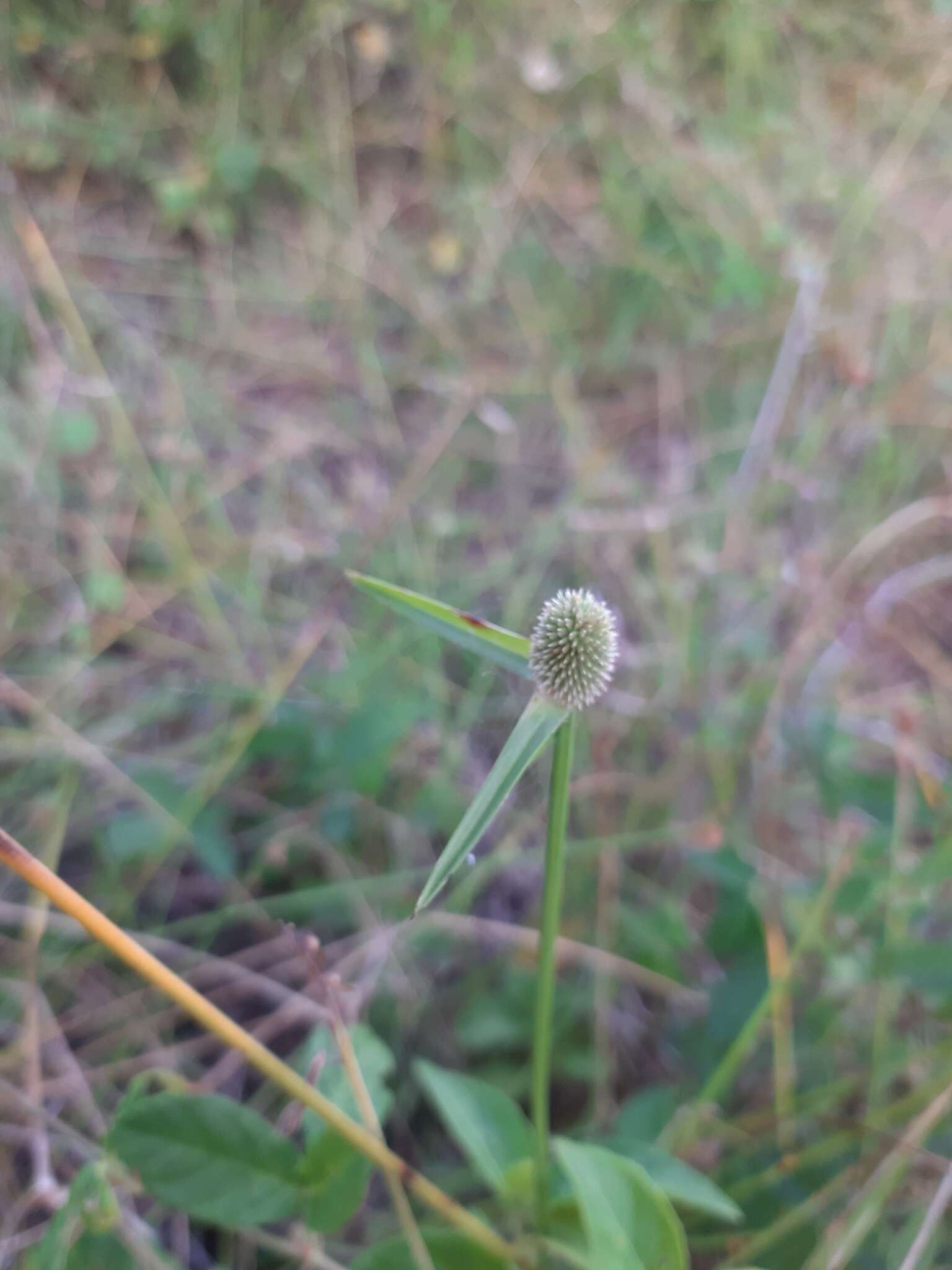 Image of Cyperus obtusatus (J. Presl & C. Presl) Mattf. & Kük.