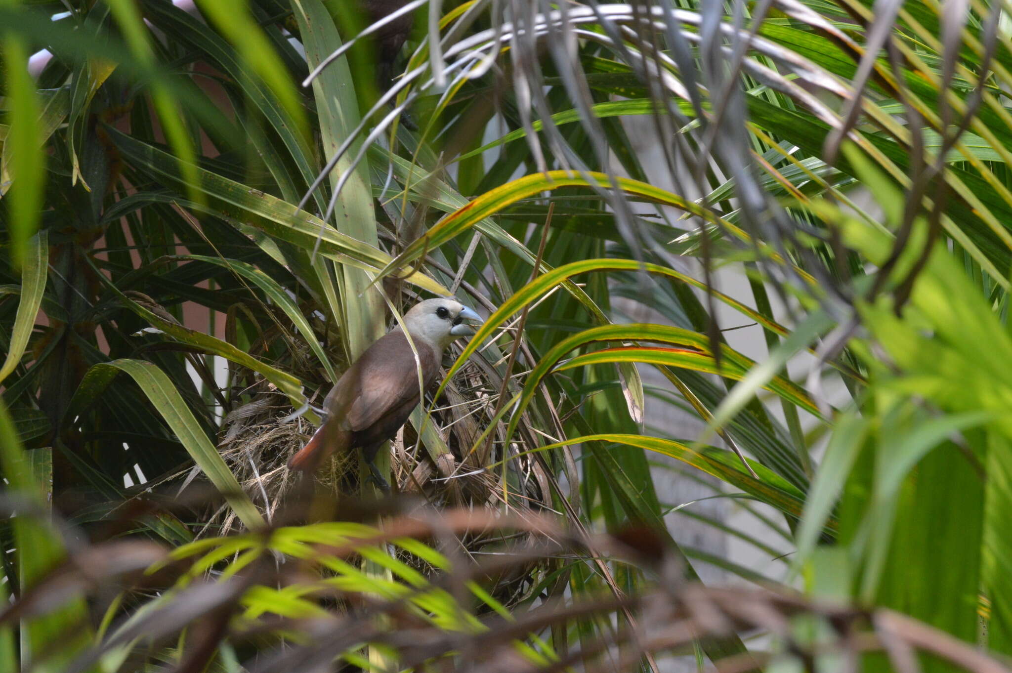 Image of White-headed Munia