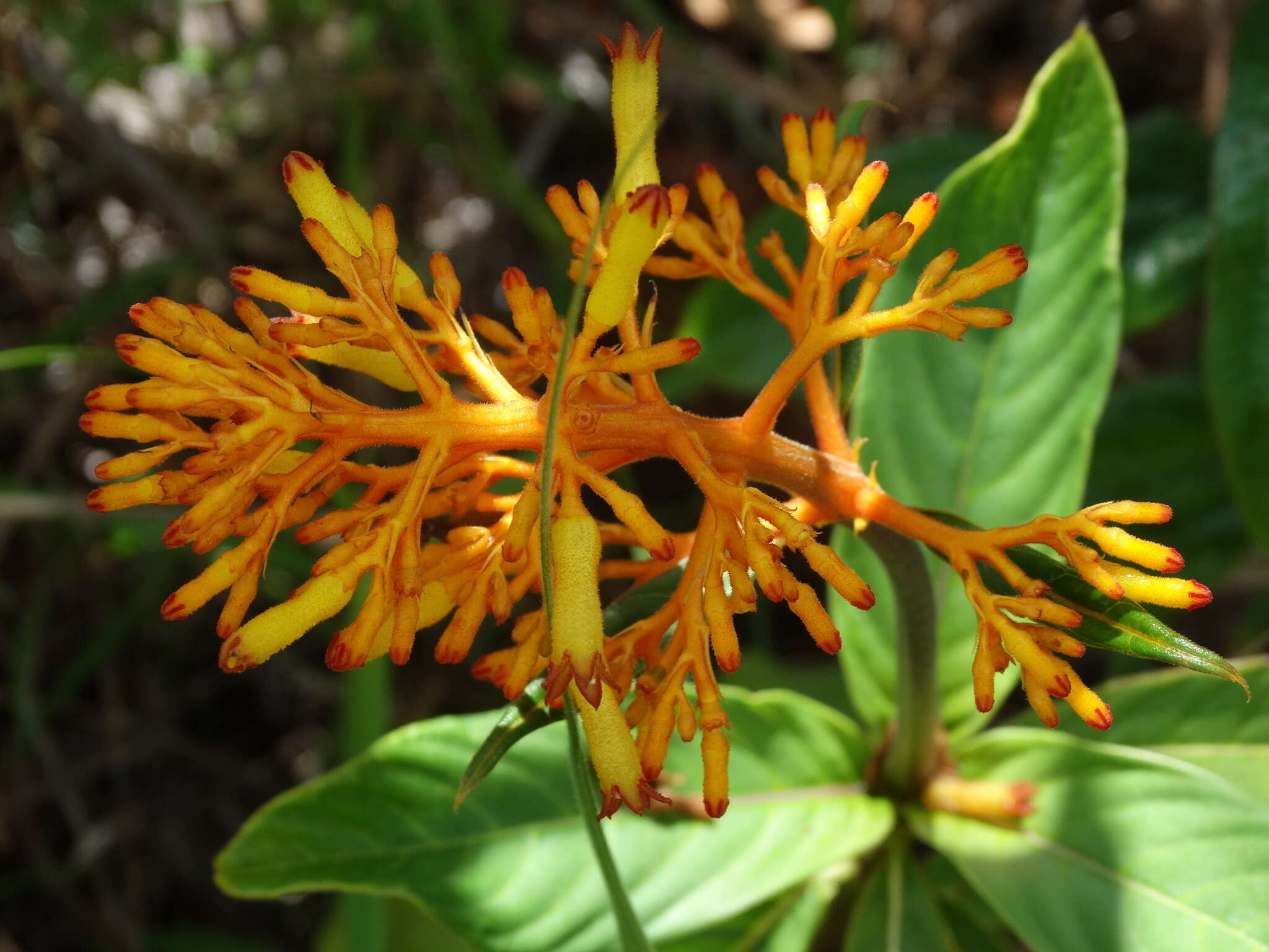 Image of Palicourea triphylla DC.