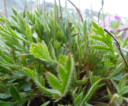 Papaver lapponicum (A. Tolmatch.) Nordh. resmi