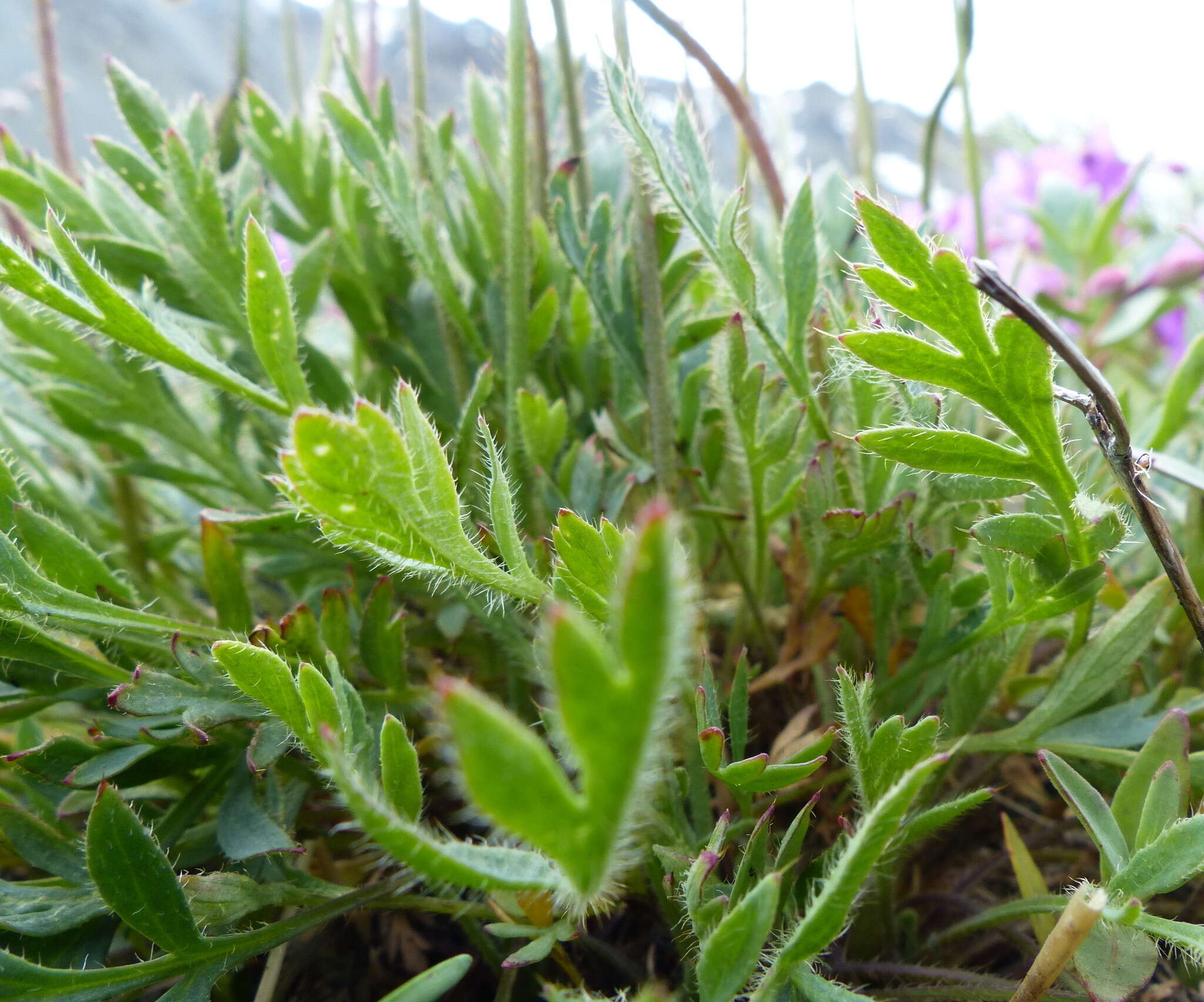 Image of Lapland poppy