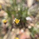 Image of meager pygmydaisy