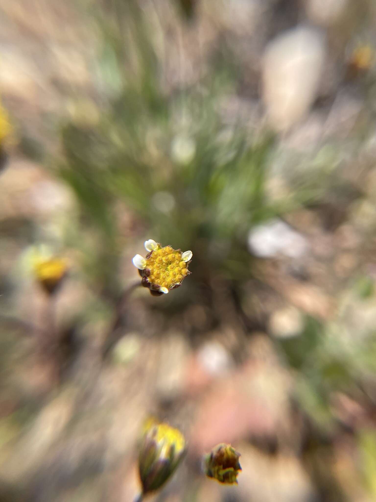 Image of meager pygmydaisy
